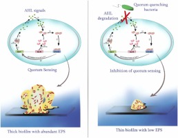 Study of N-acyl homoserine lactone (AHL) degradation potential of bacteria isolated from environmental samples and their impact on quorum sensing regulated biofilm formation of Pseudomonas aeruginosa