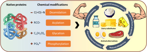Role of chemically-modified proteins for the formulation of plant-based animal-product alternatives