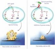 Study of N-acyl homoserine lactone (AHL) degradation potential of bacteria isolated from environmental samples and their impact on quorum sensing regulated biofilm formation of Pseudomonas aeruginosa