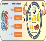 Role of chemically-modified proteins for the formulation of plant-based animal-product alternatives