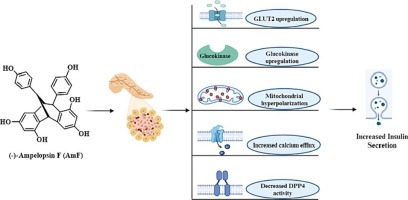 An insight into the mechanistic role of (-)-Ampelopsin F from Vatica chinensis L. in inducing insulin secretion in pancreatic beta cells