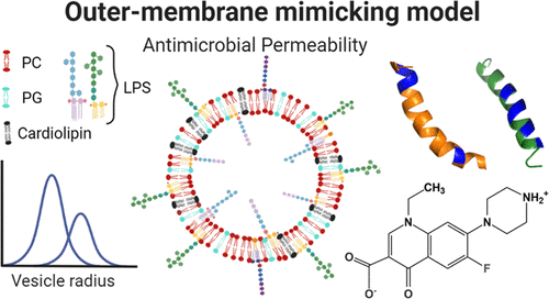 Bacterial Outer-Membrane-Mimicking Giant Unilamellar Vesicle Model for Detecting Antimicrobial Permeability