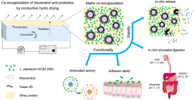 Co-encapsulation of Lactiplantibacillus plantarum NCIM 2083 with resveratrol for improved bioaccessibility