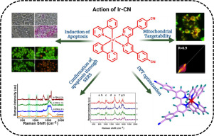 Cyclometalated Ir(III) theranostic molecular probe enabled mitochondria targeted fluorescence-SERS-guided phototherapy in breast cancer cells