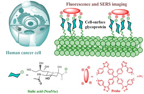 Detection of Sialic Acid and Imaging of Cell-Surface Glycan Using a Fluorescence–SERS Dual Probe