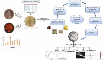 Direct utilization and conversion of raw starch to exopolysaccharides by a newly isolated amylolytic Streptococcus sp.