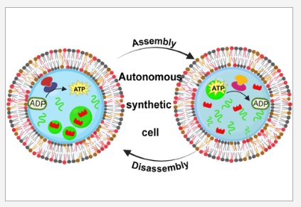 Dynamic Control of Functional Coacervates in Synthetic Cells