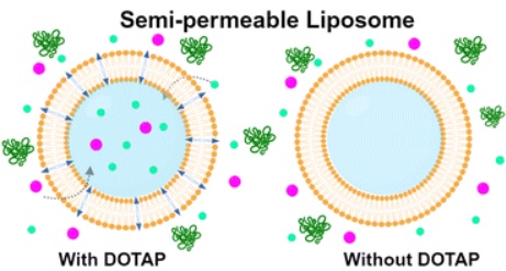 Engineering semi-permeable giant liposomes