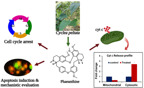 Exploration of Phaeanthine: A Bisbenzylisoquinoline Alkaloid Induces Anticancer Effect in Cervical Cancer Cells Involving Mitochondria-Mediated Apoptosis