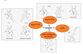 Fusarium biocontrol: antagonism and mycotoxin elimination by lactic acid bacteria