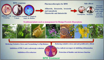 Future aspects of plant derived bioactive metabolites as therapeutics to combat benign prostatic hyperplasia