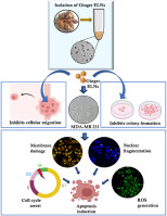 Ginger exosome-like nanoparticles (GELNs) induced apoptosis, cell cycle arrest, and anti-metastatic effects in triple-negative breast cancer MDA-MB-231 cells