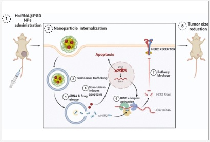 HER2 siRNA Facilitated Gene Silencing Coupled with Doxorubicin Delivery: A Dual Responsive Nanoplatform Abrogates Breast Cancer