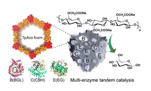 Hierarchical covalent organic framework-foam for multi-enzyme tandem catalysis