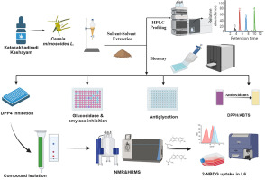 Multimodal therapeutic amelioration of type 2 diabetes via bioactive compounds isolated from Cassia mimosoides L.