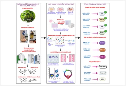 Natural Prenylflavones from the Stem Bark of Artocarpus altilis: Promising Anticancer Agents for Oral Squamous Cell Carcinoma Targeting the Akt/mTOR/STAT-3 Signaling Pathway