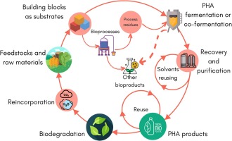 Polyhydroxyalkanoates production in biorefineries: A review on current status, challenges and opportunities