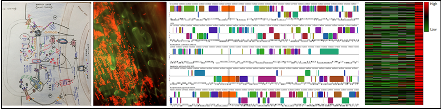 Molecular Studies on Plant Beneficial Bacteria interactions under brackish conditions