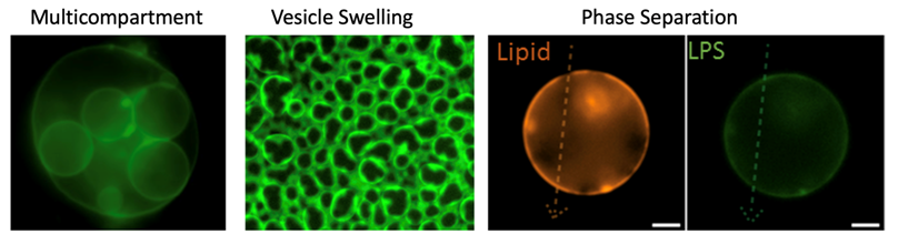 Membrane Biophysics, Membrane biology and Synthetic Biology