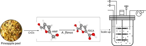 Whole-cell synthesis of 2,5-furandicarboxylic acid from pineapple waste under various fermentation strategies