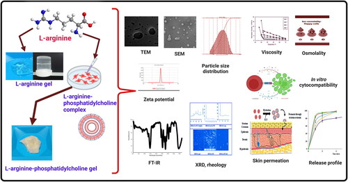 L-arginine–phosphatidylcholine thermoresponsive gel for enhanced transdermal delivery and L-929 cell cytotoxicity evaluation