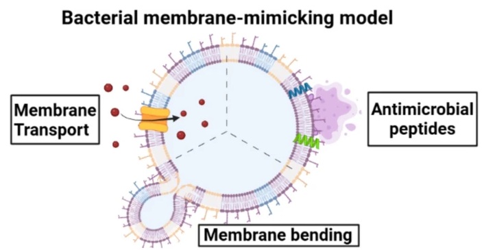 Biomimetic Bacterial Membrane Models for Comprehending Membrane Dynamics