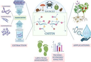 Nanochitin: Green nanomaterial for sustainable applications in agriculture and environmental remediation