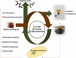 Advances in circular biorefinery processes towards organic acids from crude glycerol by microbial cell factories