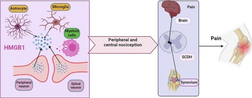 Pain in rheumatoid arthritis: Emerging role of high mobility group box 1 protein-HMGB1
