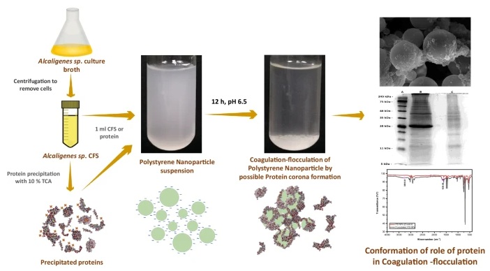A novel bioflocculant competent of coagulating and flocculating the polystyrene from an Alcaligenes sp.
