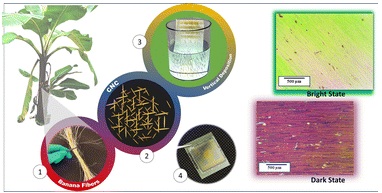 Plant-derived cellulose nanocrystals as a pre-alignment layer for ferroelectric mesogens in display applications Plant-derived cellulose nanocrystals as a pre-alignment layer for ferroelectric mesogens in display applications