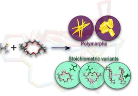 Polymorphs and stoichiometric variants of crown ether-based molecular complexes: exploring the landscape of conformational flexibility and supramolecular interactions