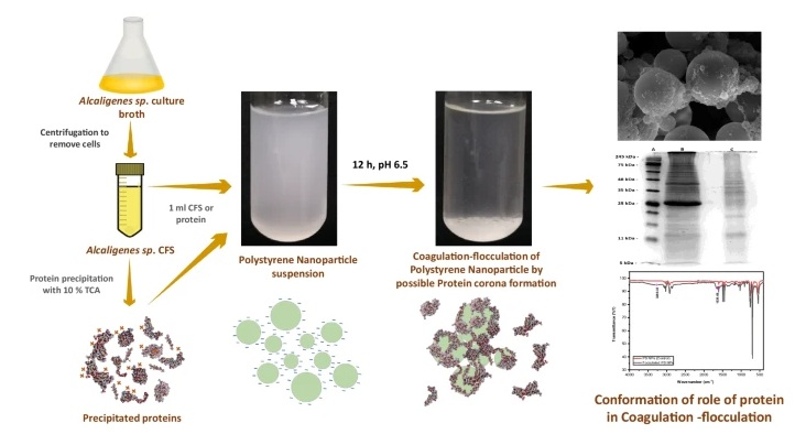 A novel bioflocculant competent of coagulating and flocculating the polystyrene from an Alcaligenes sp. A novel bioflocculant competent of coagulating and flocculating the polystyrene from an Alcaligenes sp.
