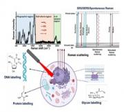 Advanced Raman assisted metabolic labelling: an impending approach for exploring metabolites in cellular biosynthetic processes