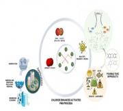 From scavenger to catalyst: the emerging role of chloride in peroxymonosulfate-based advanced oxidation processes