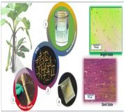 Plant-derived cellulose nanocrystals as a pre-alignment layer for ferroelectric mesogens in display applications