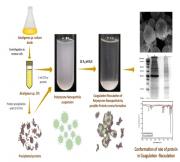 A novel bioflocculant competent of coagulating and flocculating the polystyrene from an Alcaligenes sp.