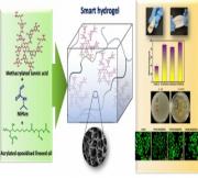 Tannic Acid-Grafted P(NIPAm-co-BioAcc) Copolymeric Flexible Hydrogels with Tunable Functional Properties