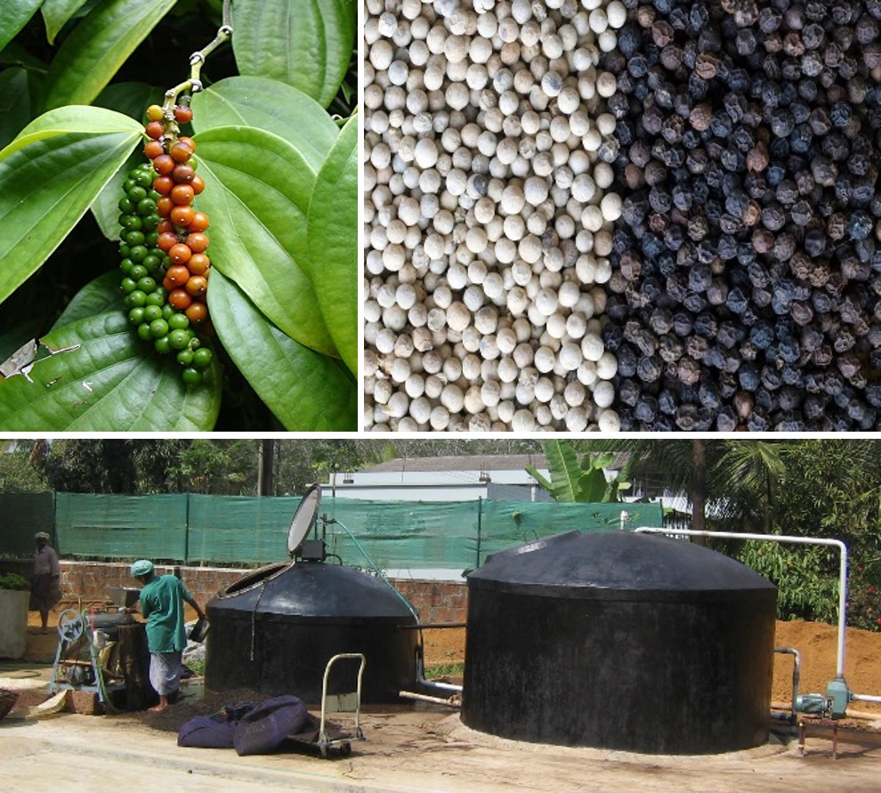 White Pepper